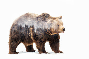canvas-print-bear-x