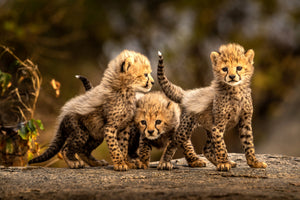 framedcanvas-print-three-little-cheetahs-x