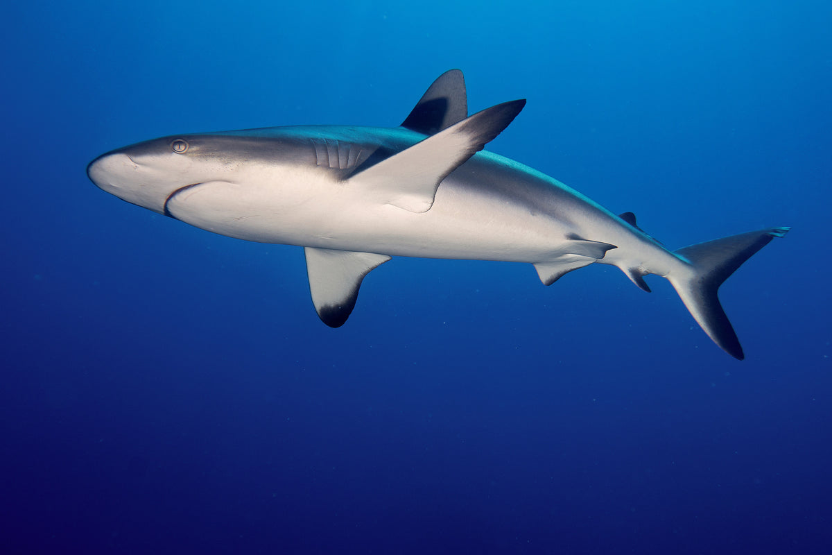 framedcanvas-print-shark-in-the-dark-sea