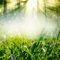 canvas-print-magic-forest