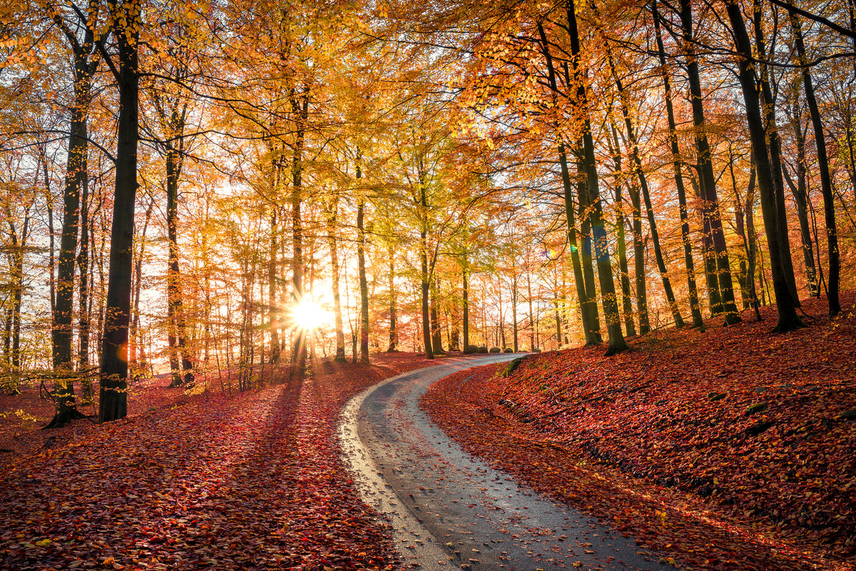 acrylic-print-road-in-sapderaysen-nationalpark-sweden-x