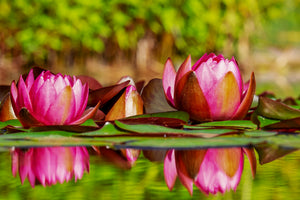 framedposter-print-red-water-lily-trio