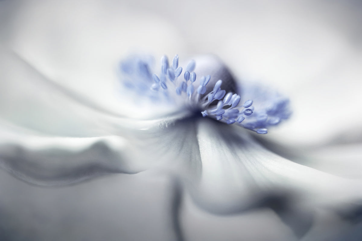 3-piece-canvas-print-anemone-spirit