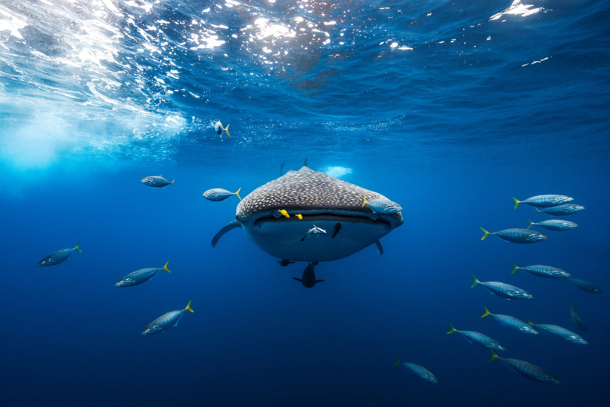 framedposter-print-under-the-waves