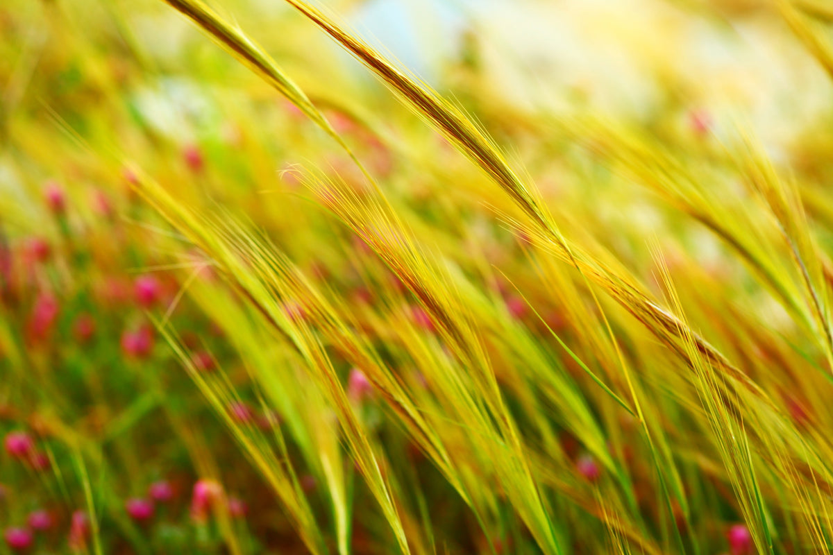 canvas-print-the-wheat-field