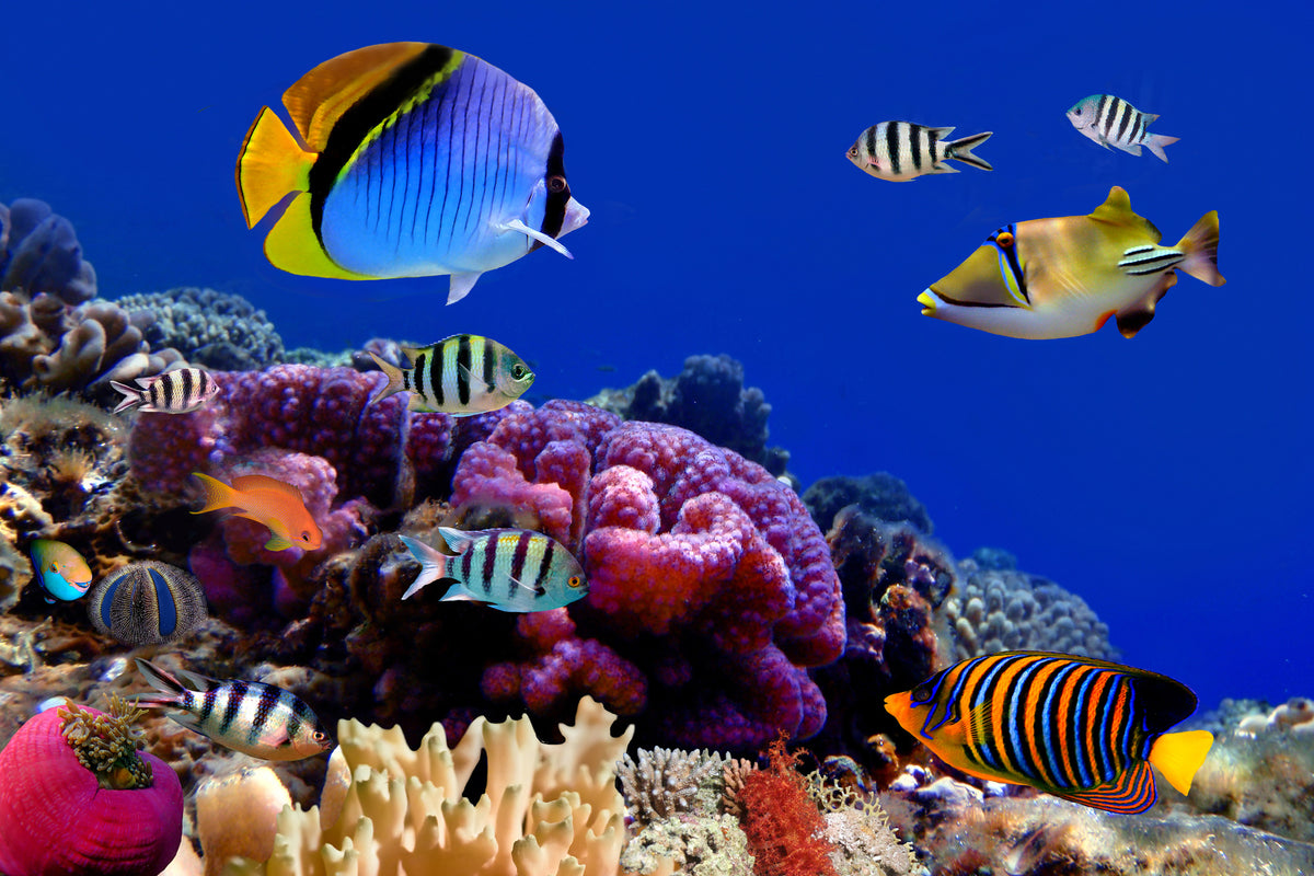 framedcanvas-print-world-of-fish