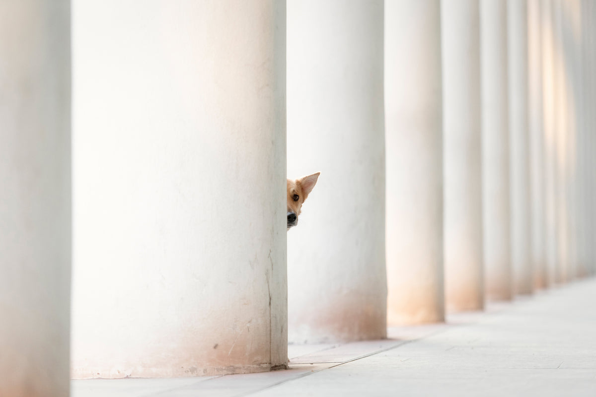 canvas-print-bella-and-the-pillars-of-the-earth