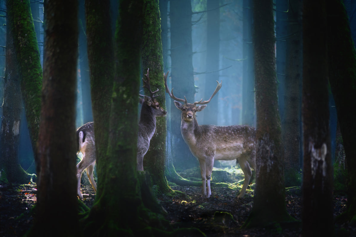 framedposter-print-deers