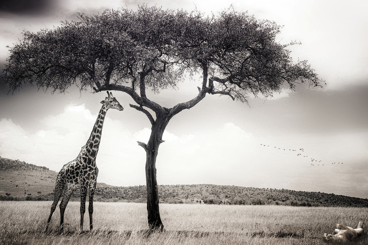 aluminium-print-under-the-african-sun