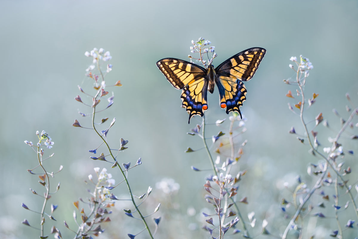 3-piece-acrylic-print-swallowtail-beauty