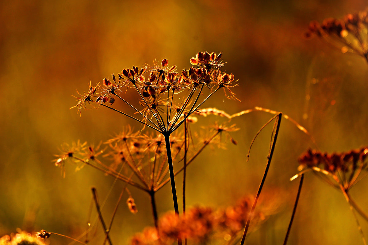 canvas-print-seeds