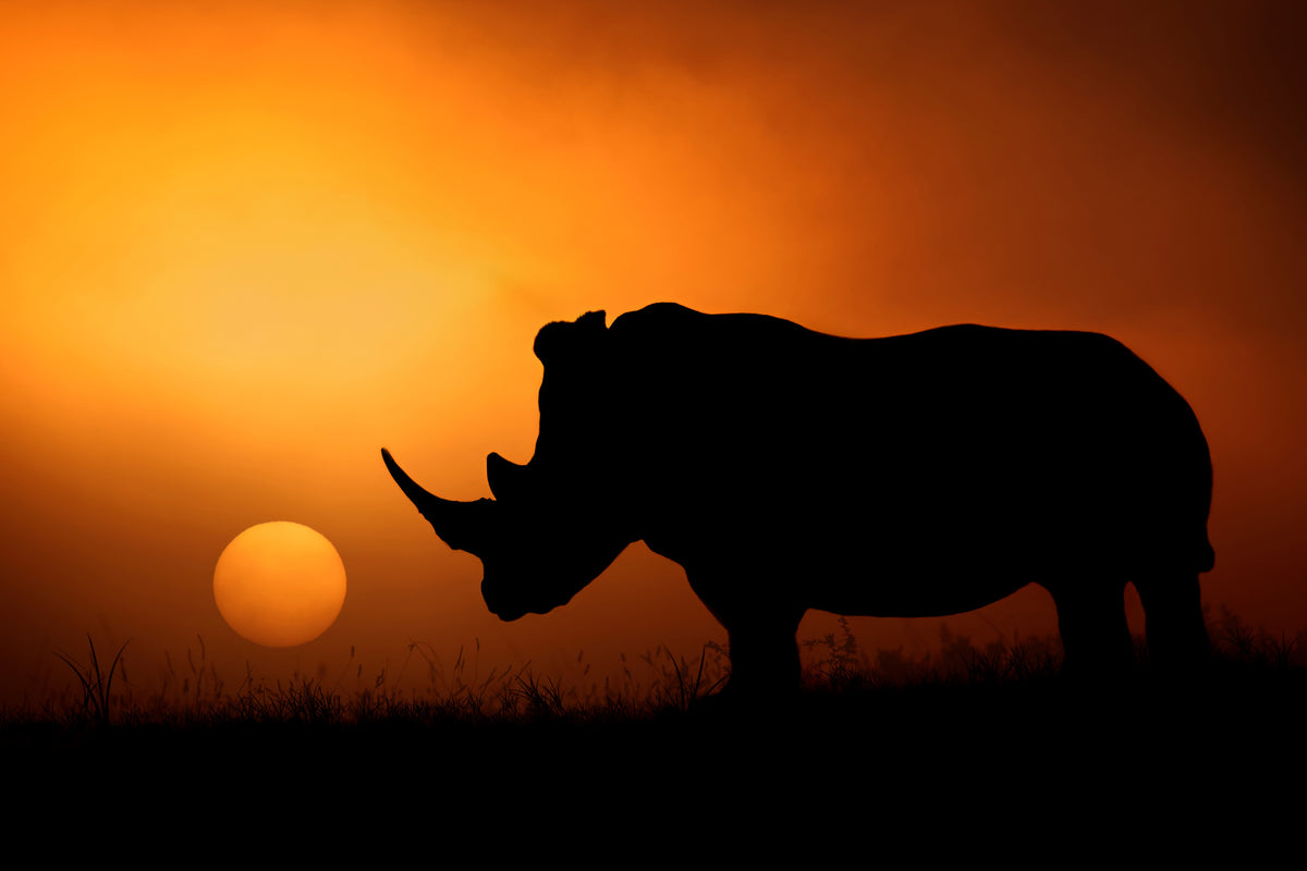 poster-print-rhino-sunrise