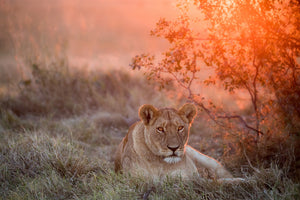 3-piece-acrylic-print-sunset-lioness