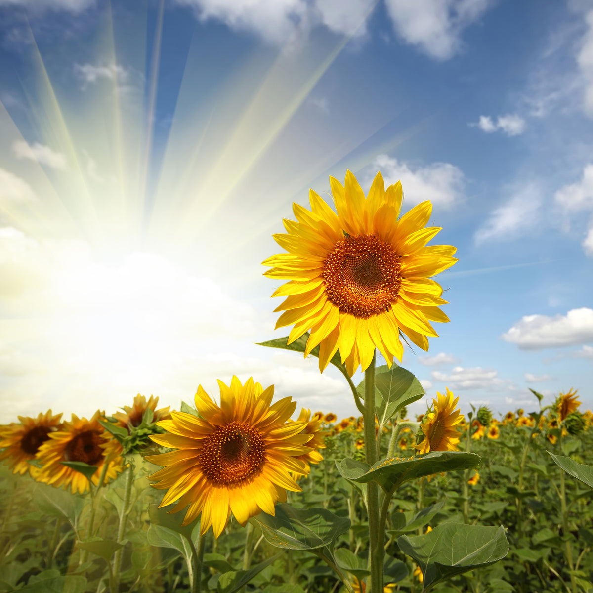 acrylic-print-sunflower-in-sunlight