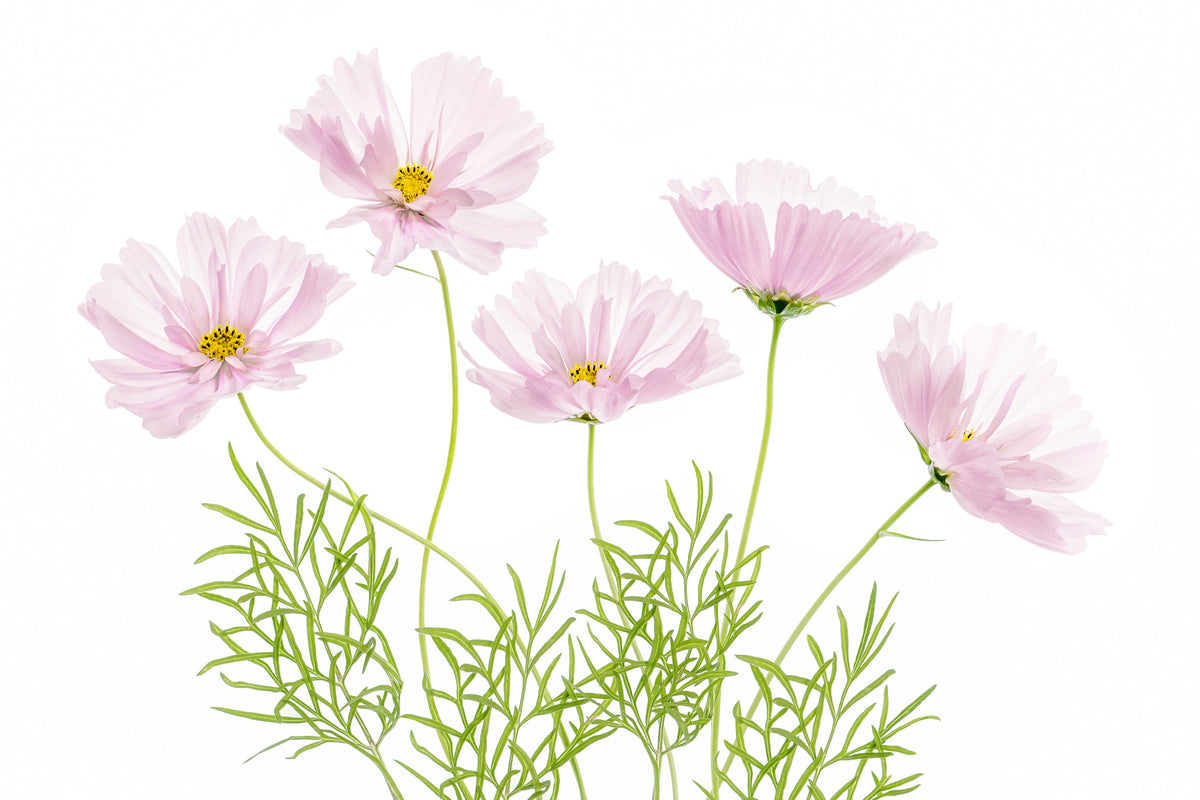 framedposter-print-cosmos-cupcake