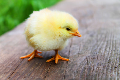 poster-print-the-chick