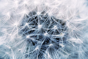 modern-3-piece-aluminium-print-ripe-dandelion-close-up