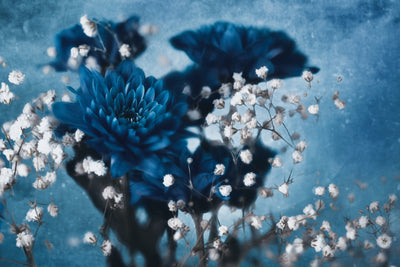 poster-print-dahlia-xjd