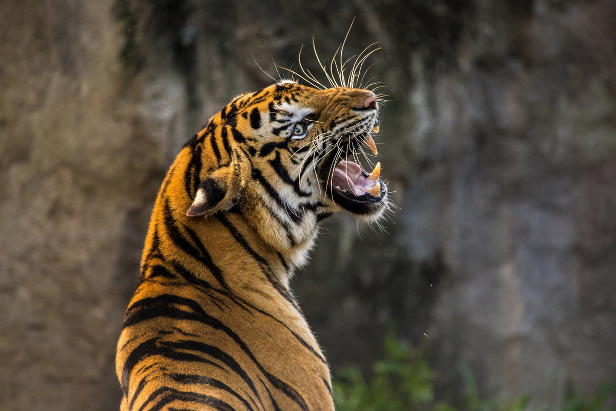 3-piece-acrylic-print-attention-tiger