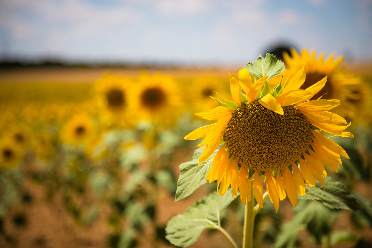 3-piece-aluminium-print-a-sunflower-in-the-field