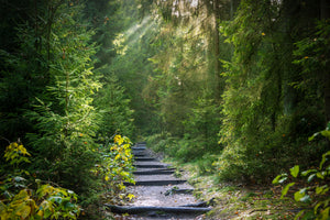 3-piece-canvas-print-a-path-between-firs