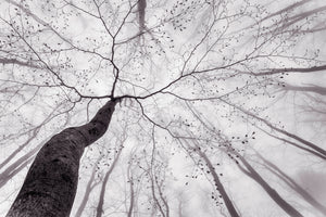 acrylic-print-a-view-of-the-tree-crown