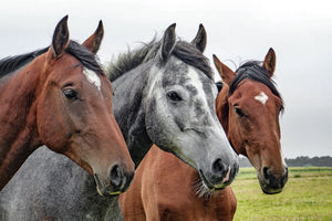 acrylic-print-the-horse-trio