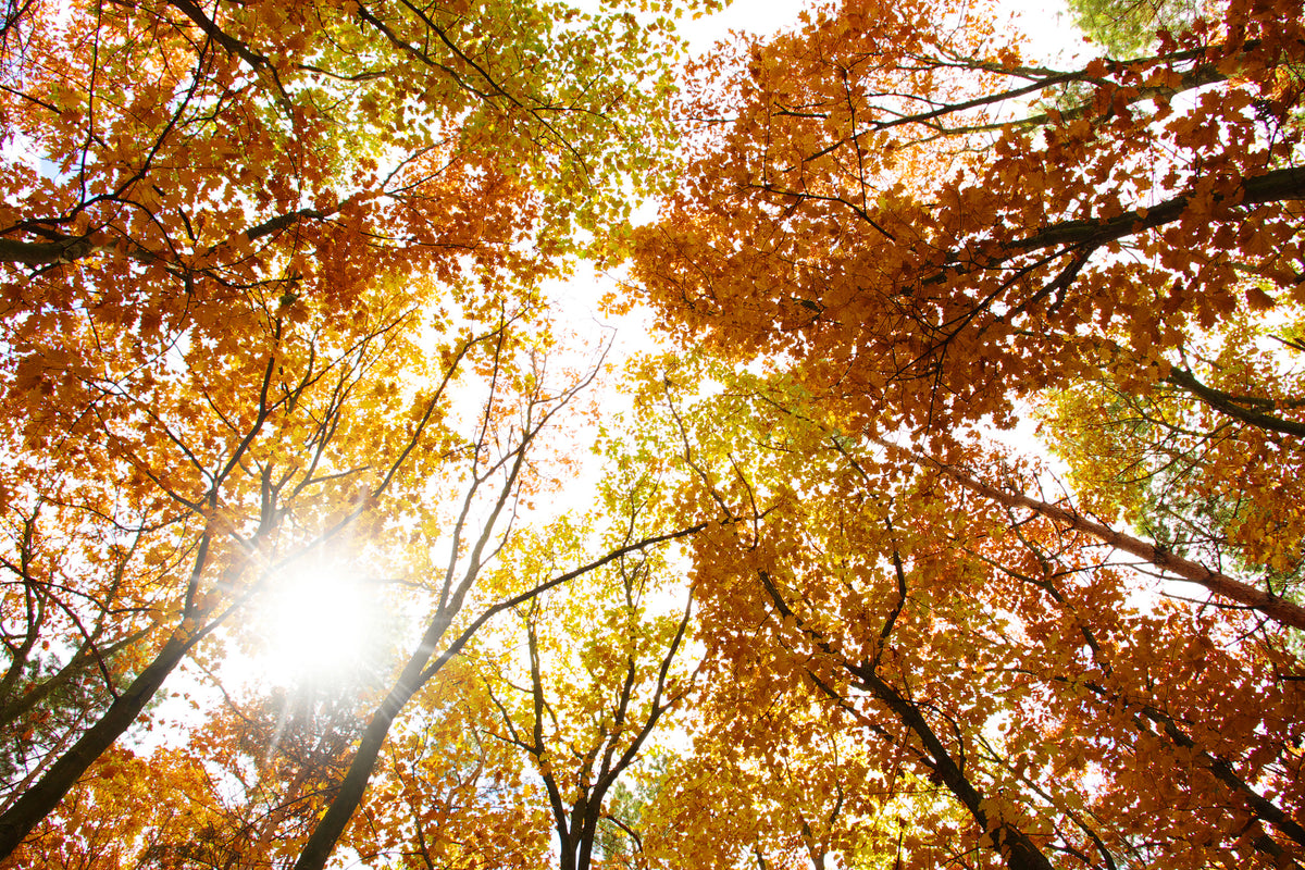 modern-3-piece-aluminium-print-enlightened-autumn-trees