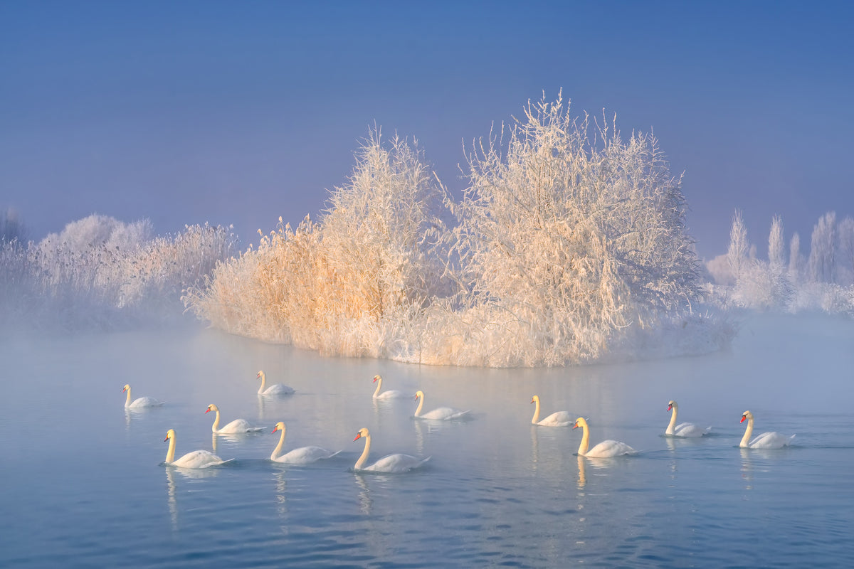poster-print-swan-lake-xge