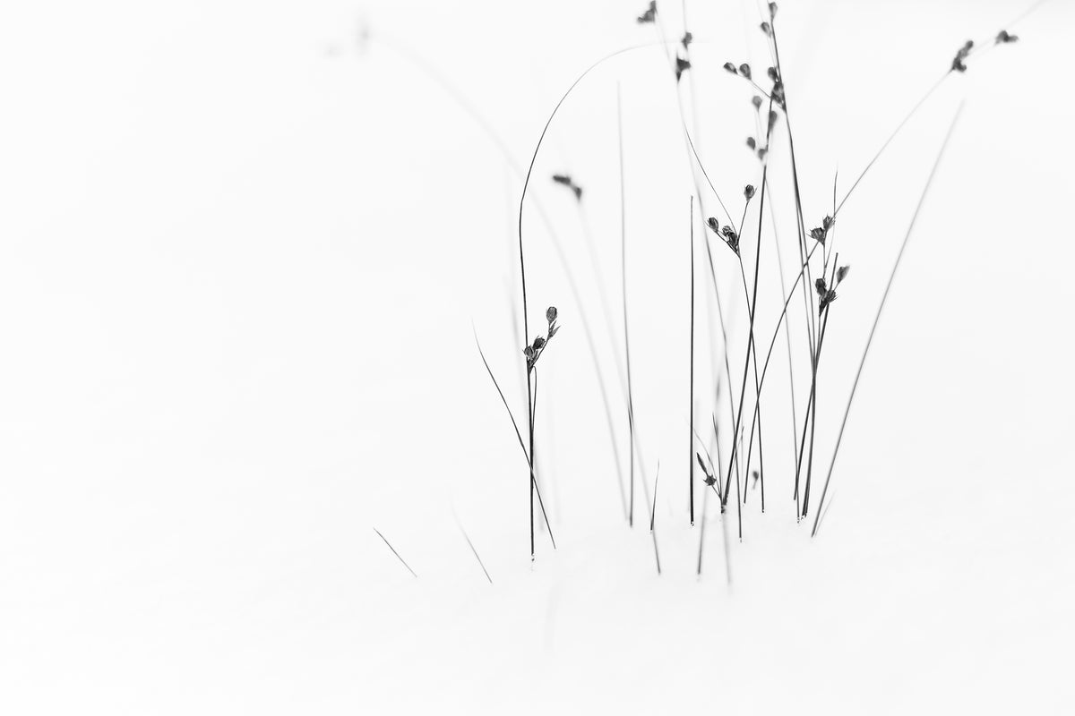 canvas-print-black-on-white