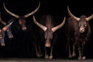 canvas-print-watusi-family-x