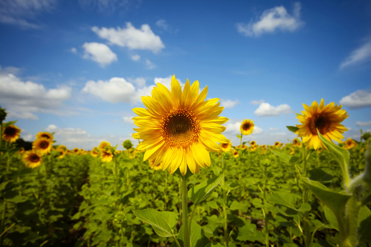 3-piece-acrylic-print-summer-sunflowers
