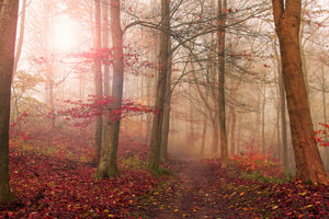 poster-print-forest-scene-x