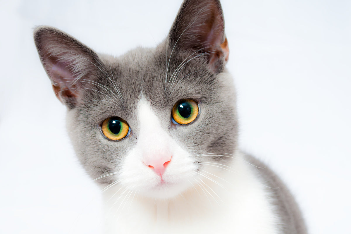 acrylic-print-noble-cat