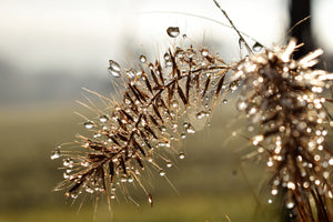 framedposter-print-drops-of-nature