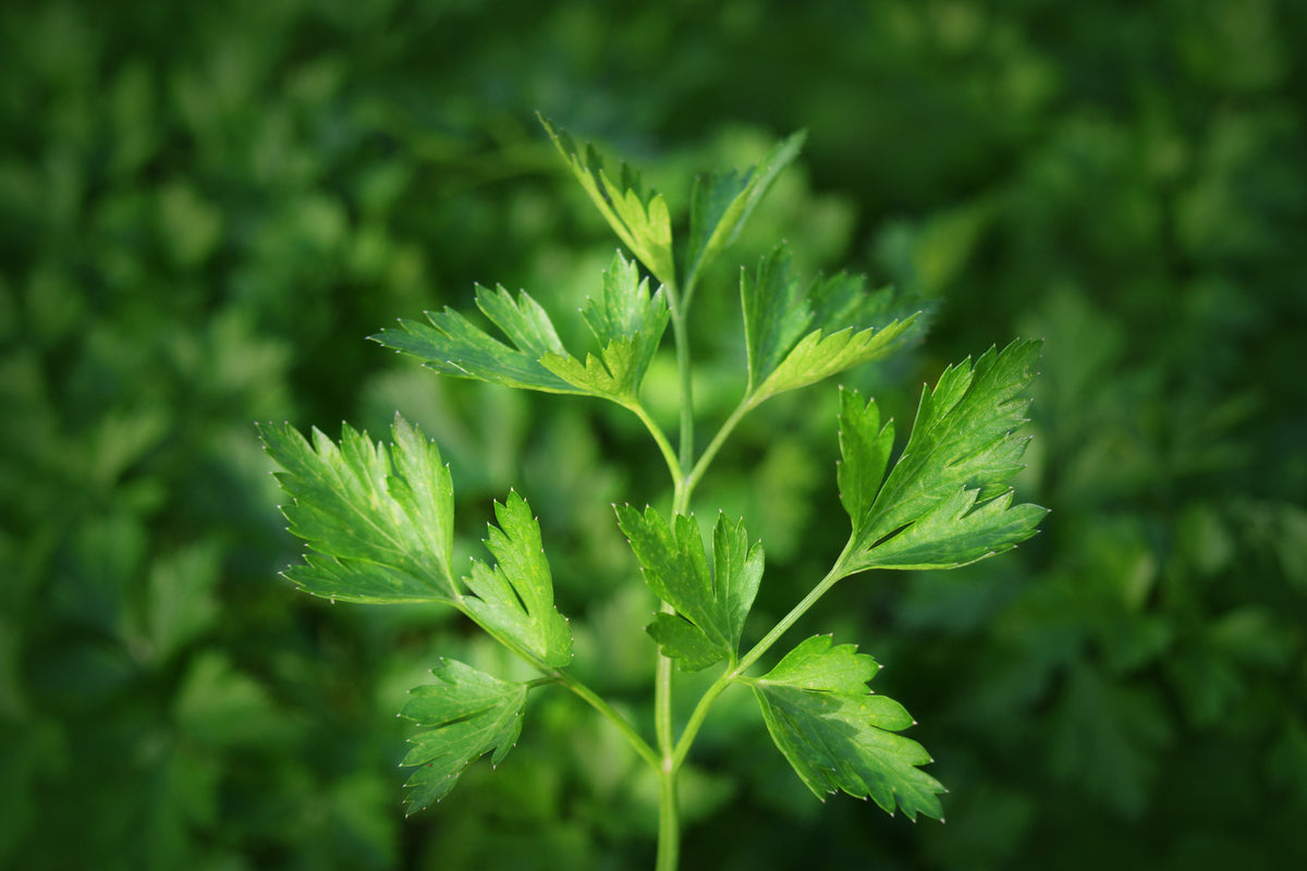 3-piece-acrylic-print-fresh-parsley