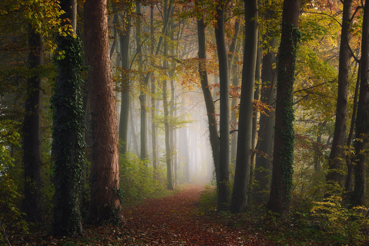 acrylic-print-autumn-colorful-forest-x