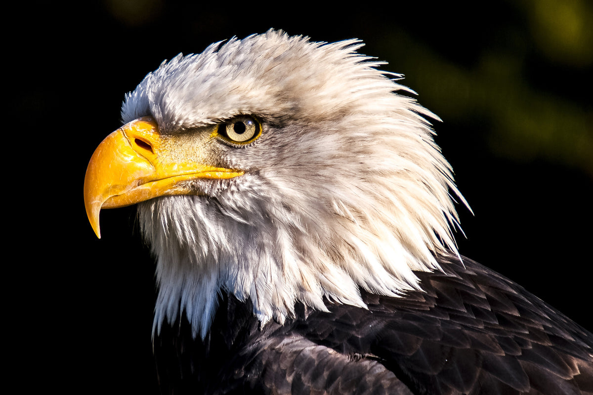 3-piece-aluminium-print-the-eagle-head