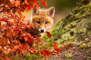 aluminium-print-fox-x