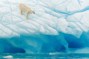 framedposter-print-polar-bear