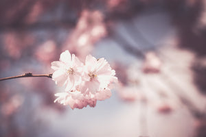 modern-3-piece-acrylic-print-flower-xl