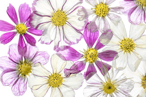 canvas-print-keeping-summer-x