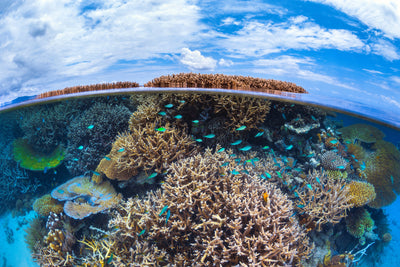 poster-print-split-level-from-mayotte-reef-x