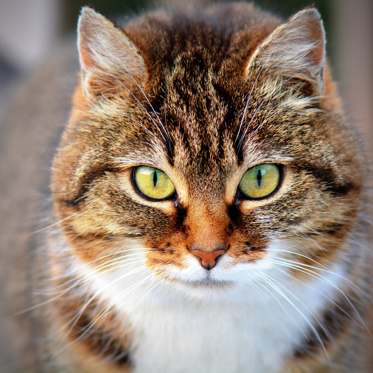 canvas-print-tiger-cat