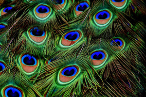 aluminium-print-peacock-feathers-xxl