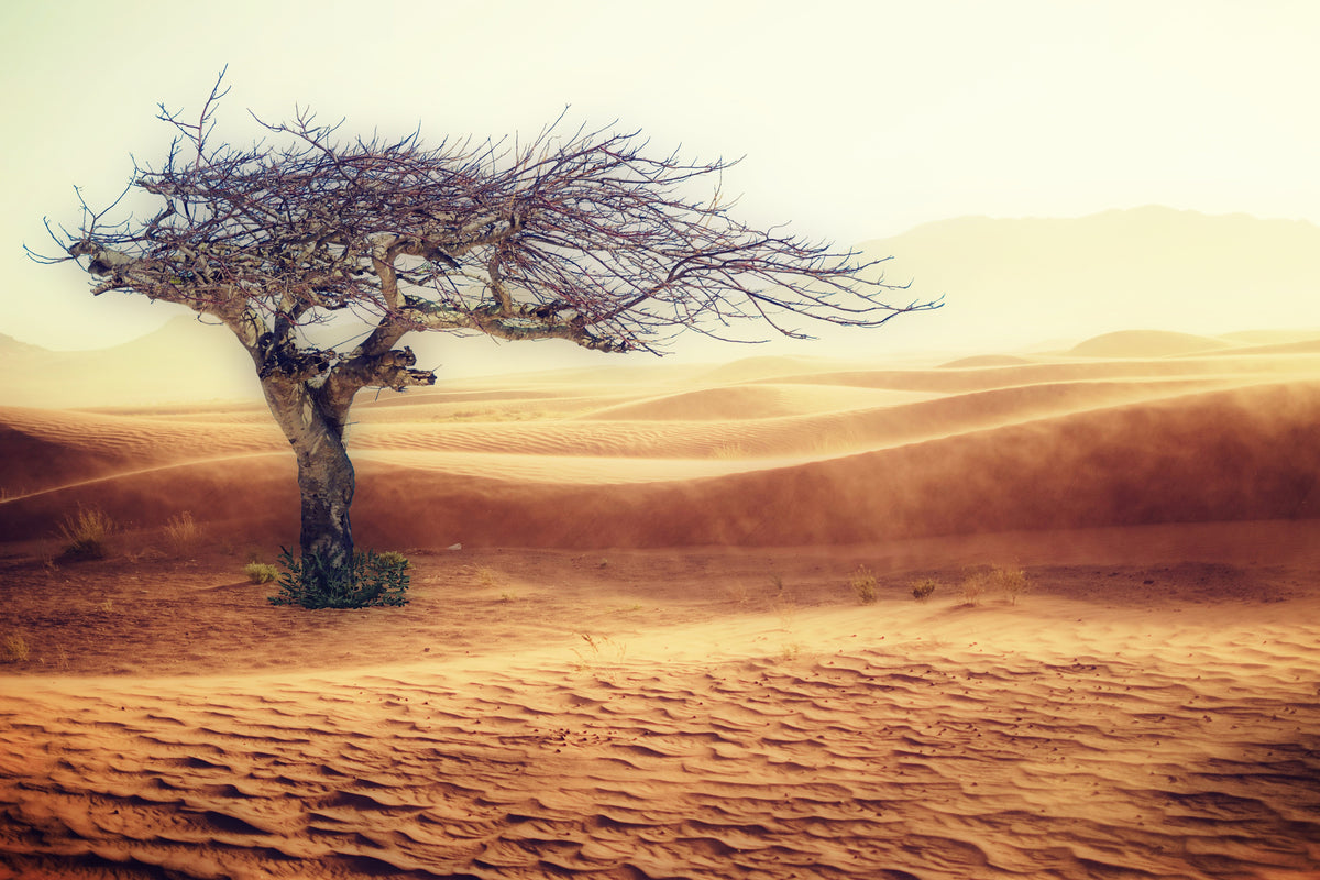canvas-print-desert-storm