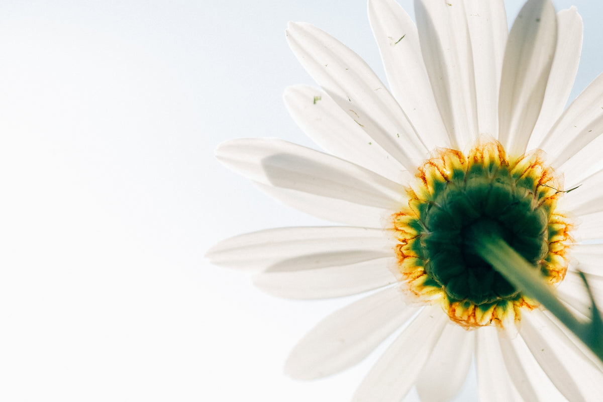 modern-3-piece-canvas-print-a-daisy