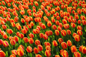 framedposter-print-tulip-field-in-orange