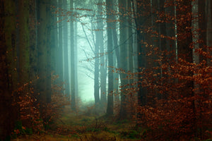 3-piece-aluminium-print-mood-in-the-forest