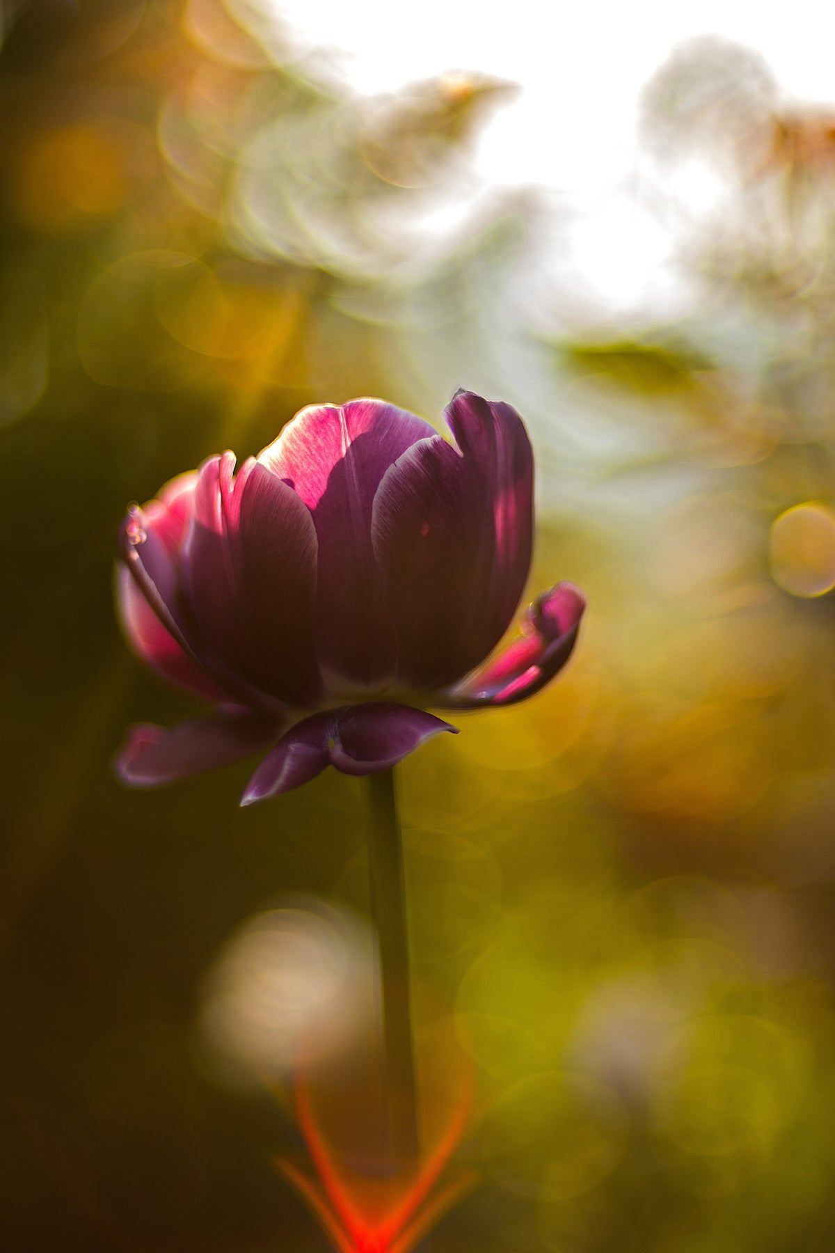 aluminium-print-dark-tulips-beauty